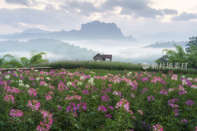 日出在Doi Chiang Dao山与雾和盛开的花园在清莱，泰国